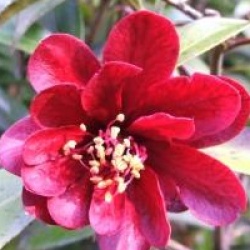 Camellia japonica 'Night Rider' - Cam�lia Night Rider