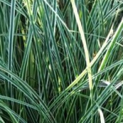 Carex conica 'Snowline'