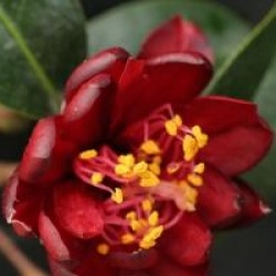 Camellia japonica 'Night Rider'