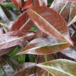 Camellia japonica 'Night Rider'