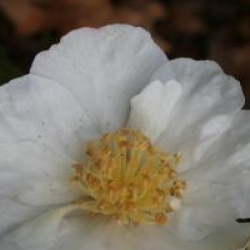 Camellia sasanqua 'Narcissiflora'