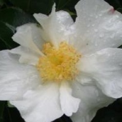 Camellia sasanqua 'Narcissiflora'