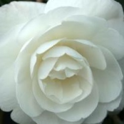 Camellia sasanqua 'Early Pearly'