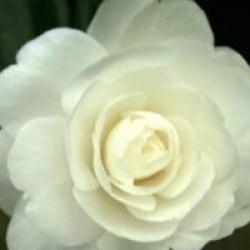 Camellia sasanqua 'Early Pearly'