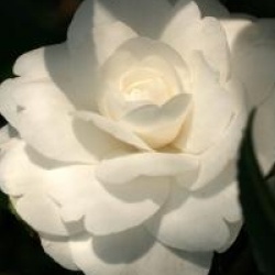 Camellia sasanqua 'Early Pearly'