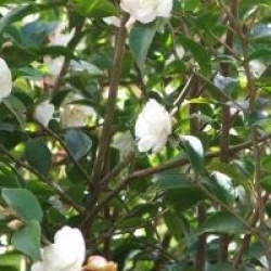 Camellia 'Cinnamon Cindy'