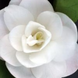 Camellia 'Cinnamon Cindy' - Cam�lia Cinnamon Cindy