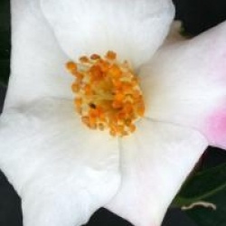 Camellia 'Yoimachi'