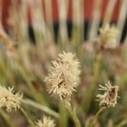 Carex conica 'Snowline'