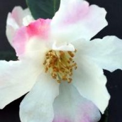 Camellia 'Yoimachi'