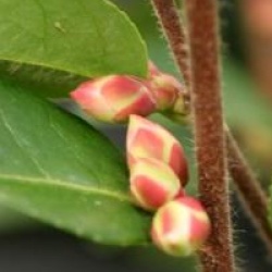 Camellia x lutchuensis 'Fairy Blush'