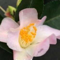 Camellia x lutchuensis 'Fairy Blush'