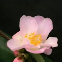 Camellia x lutchuensis 'Fairy Blush' - Cam�lia champ�tre Fairy Blush