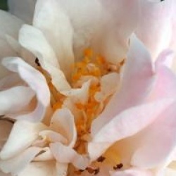 Camellia 'High Fragance'