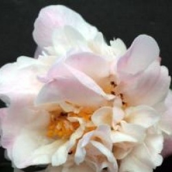 Camellia 'High Fragance'