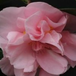 Camellia japonica 'Cara Mia'