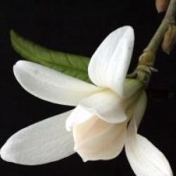 Magnolia stellata 'Royal Star'