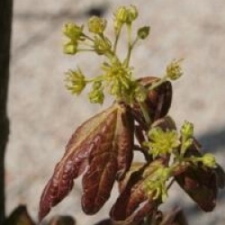 Acer campestre 'Red Shine'