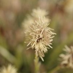 Carex conica 'Snowline'