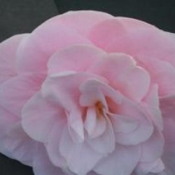 Camellia japonica 'Cara Mia'