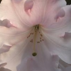 Rhododendron 'Loderi King George' - Rhododendron Loderi King George