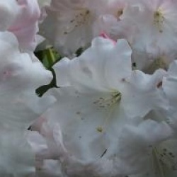 Rhododendron 'Loderi King George'