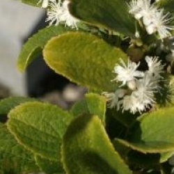 Symplocos paniculata 