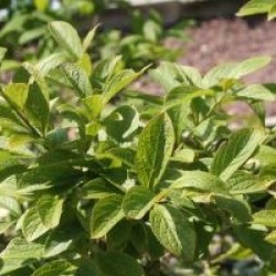 Symplocos paniculata 