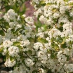 Symplocos paniculata 