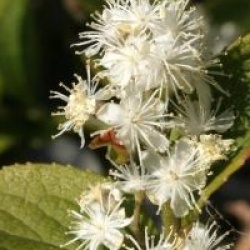 Symplocos paniculata 
