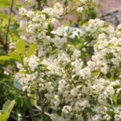 Symplocos paniculata  - Symplocos paniculata 