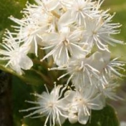 Symplocos paniculata 