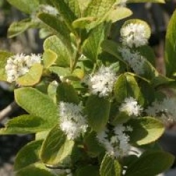 Symplocos paniculata 