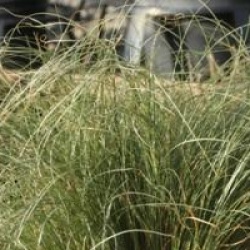 Carex comans 'Frosted Curls' - Carex Frosted Curls