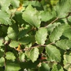 Zelkova carpinifolia - Orme de Sib�rie