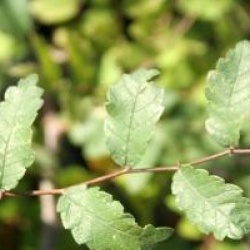 Zelkova carpinifolia