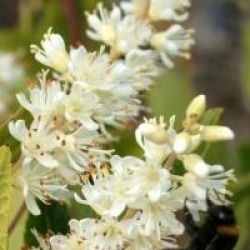 Clethra fargesii 