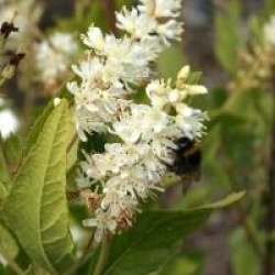 Clethra fargesii 