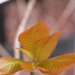 Clethra barbinervis
