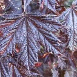 Acer platanoides 'Crimson Sentry' - �rable pourpre fastigi�