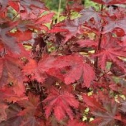 Acer platanoides 'Crimson Sentry'