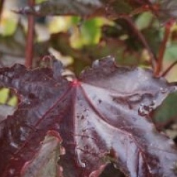 Acer platanoides 'Crimson Sentry'