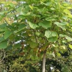 Catalpa Boule