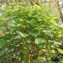 Catalpa bignonioides 'Nana'