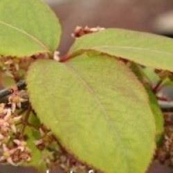 Euonymus fimbriatus - Fusain fimbriatus