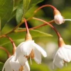 Styrax japonicus 'Emerald Meadow'