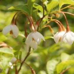 Styrax japonicus 'Emerald Meadow'
