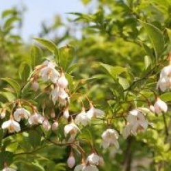 Styrax japonicus 'Emerald Meadow'