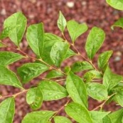 Styrax japonicus 'Emerald Meadow'
