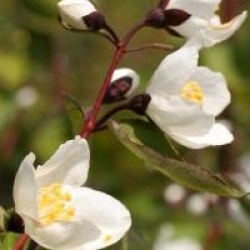 Philadelphus 'Starbright' 